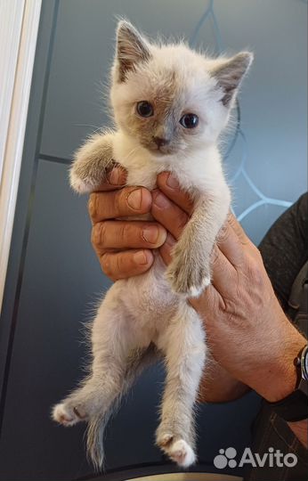 Котенок Пенка