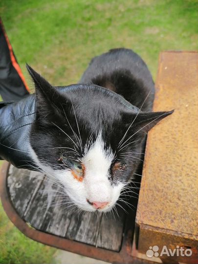 Слепая кошка брошена в деревне