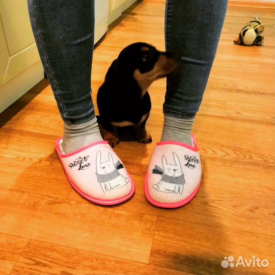 Передержка домашних питомцев