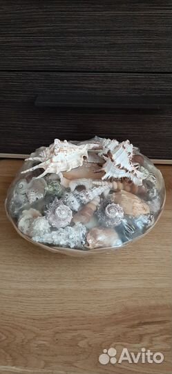 Набор ракушек для аквариума