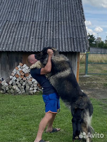 Вязка кавказская овчарка