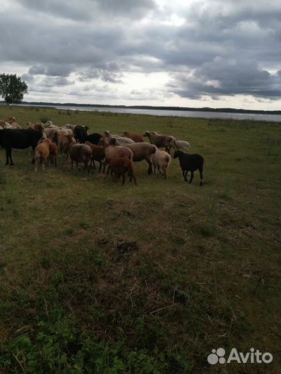 Бараны молодые, очень упитанные