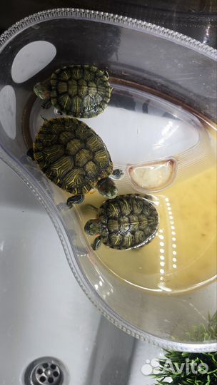 Красноухая черепаха маленькая бесплатно