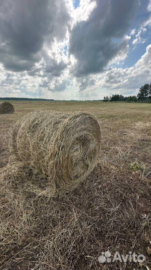 Продажа свежего сена в рулонах. Доставка