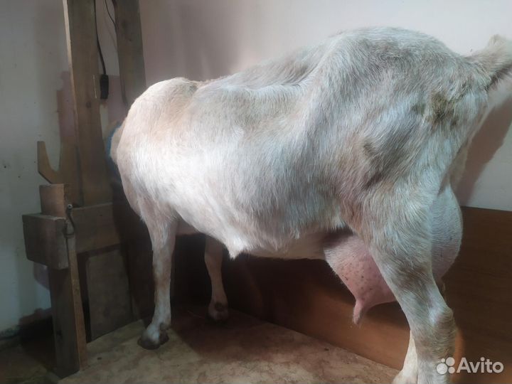 Коза нубийская