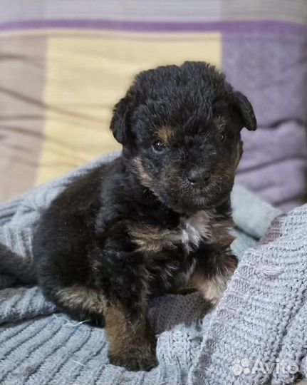 Щенок в добрые руки. Живет в приюте