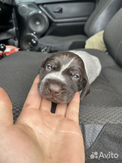 Щенки курцхаара