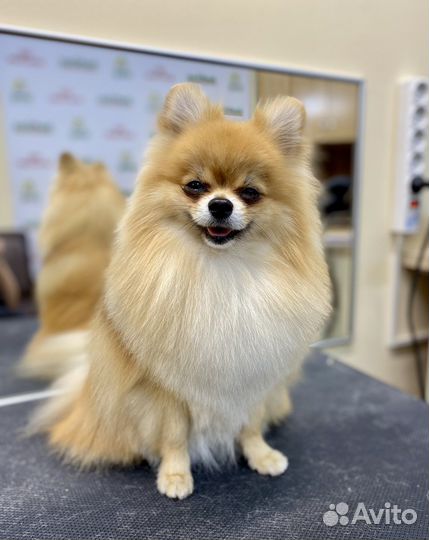 Уход за животными