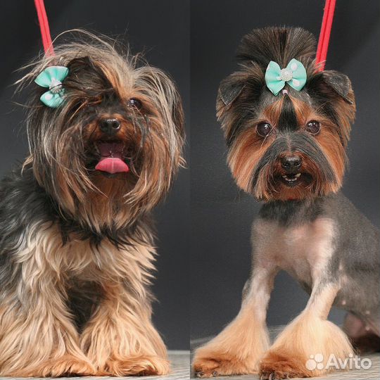 Груминг, стрижка собак Кузнечиха