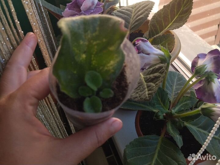 Глоксинии махровые;фиалка зелëная