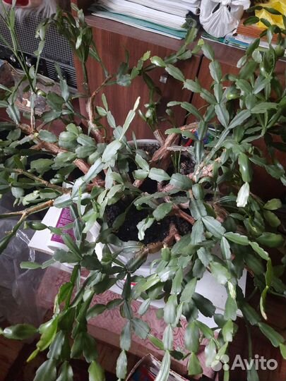 Цветок декабрист и другие