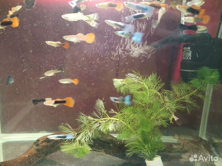 Гуппи самцы сортовые