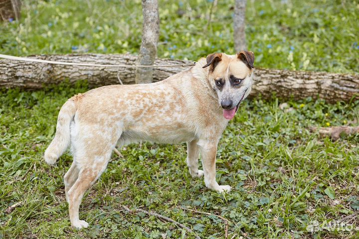 В добрые руки умная собака Ряба