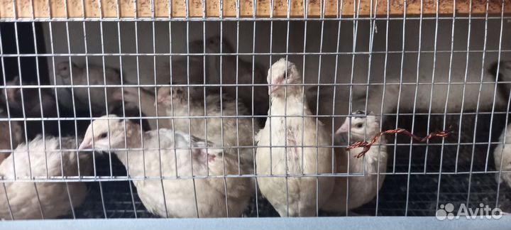 Перепела продажа