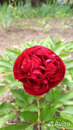 Пионы (делёнки)