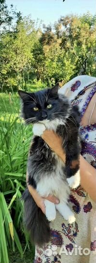 Котенок 7 месяцев