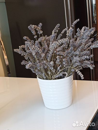 Сухоцветы Лаванды натуральные