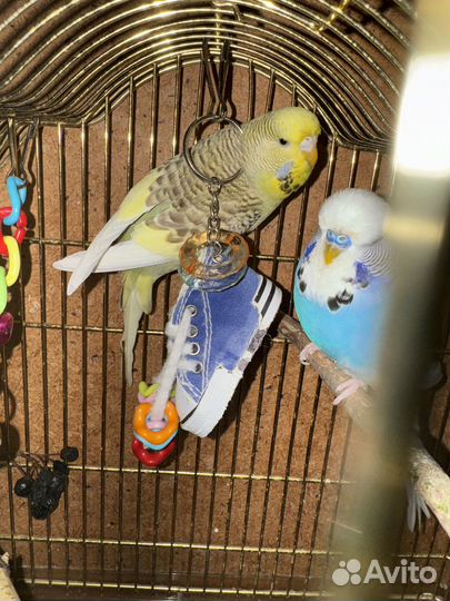 Самочки ввп Чех