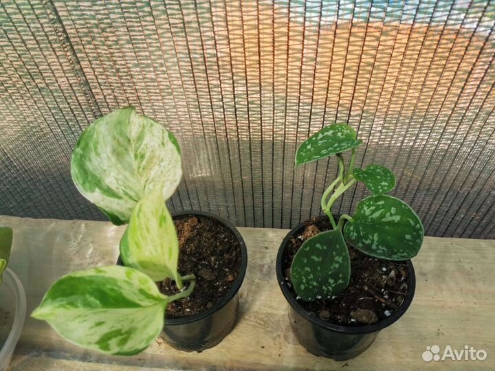 Эпипремнум