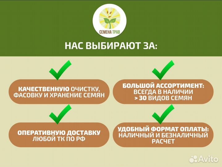 Семена мятлика