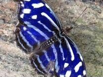 Живые экзотические бабочки Тропическая Ночь т/б-15