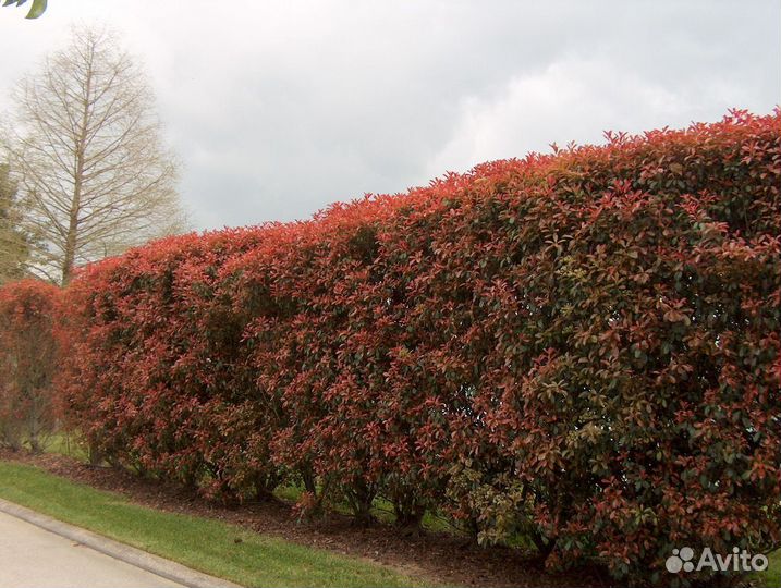Клен Гиннала / Живая изгородь