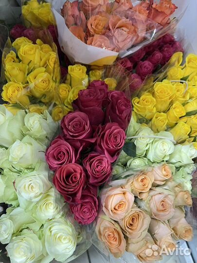 Розы 101 роза 51 роза 29 роз Цветы букет Доставка