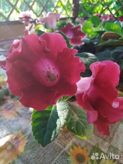 Продам красивые глоксинии