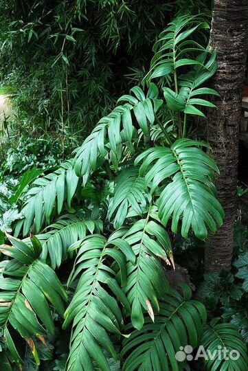 Рафидофора низбегающая (Rhaphidophora decursiva)
