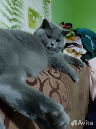 Британский кот