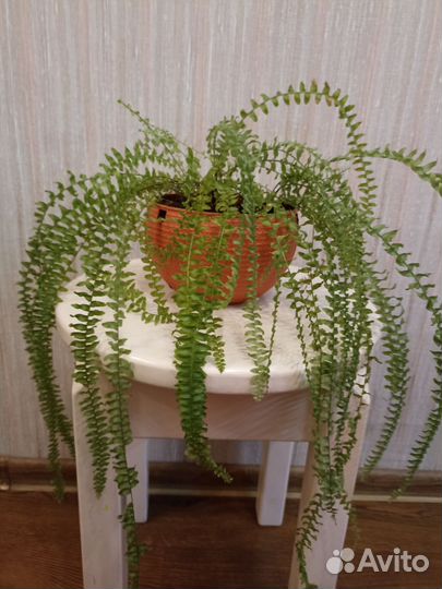 Нефролепис