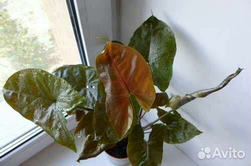 Сингониум арон браун