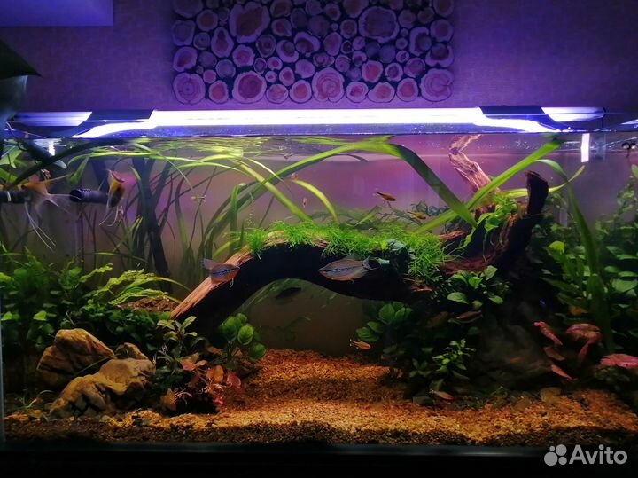 Аквариум действующий