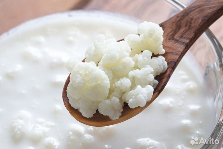 Кефирный тибетский молочный гриб