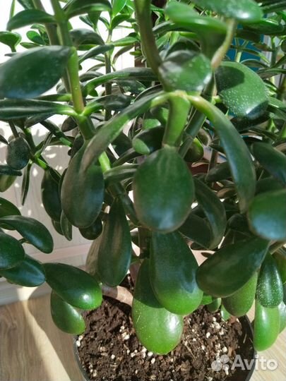 Крассула толстянка денежное дерево