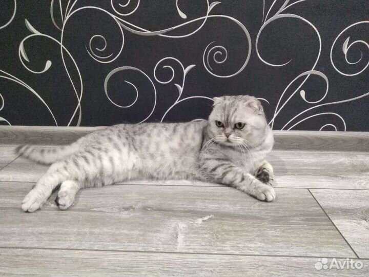 Шотландский кот вязка