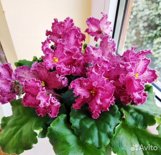 Фиалка сортовая