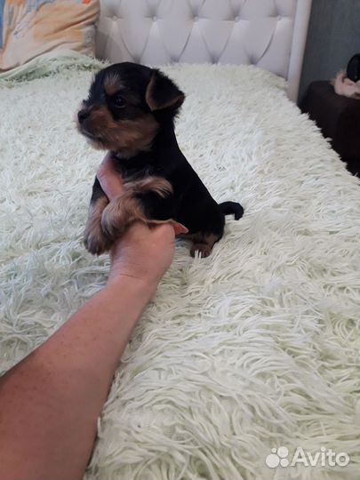 Йоркширский терьер мини