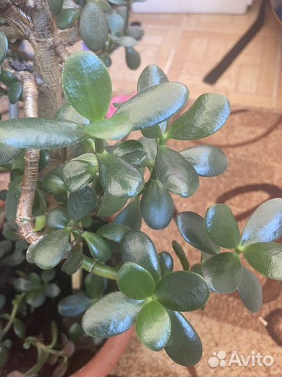 Хлорофитум толстянка