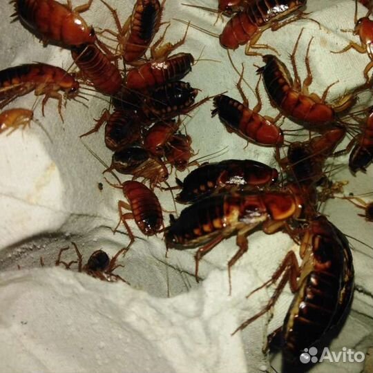 Мучной червь, сверчок, таракан туркменский