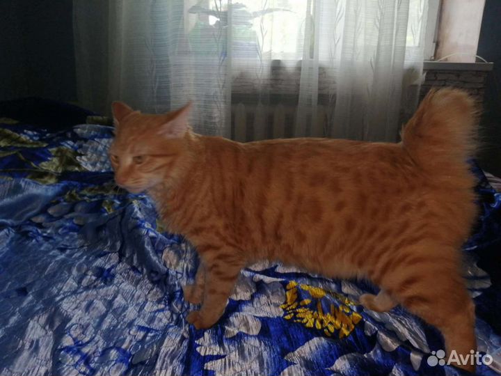 Котята курильский бобтейл