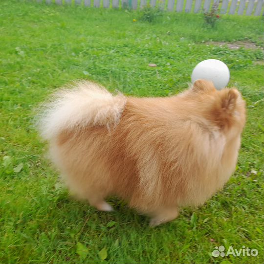 Померанский шпиц, вязка