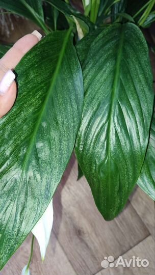 Спатифиллум Сильвер Купидо