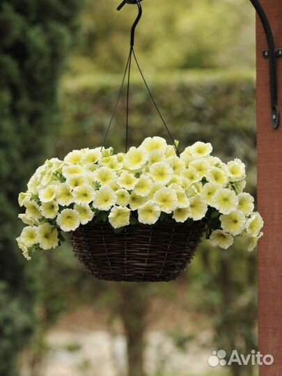 Рассада петунии (гарантия сорта)