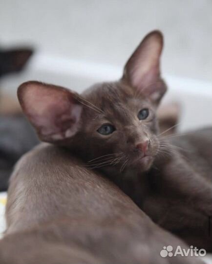 Шоколадный котик