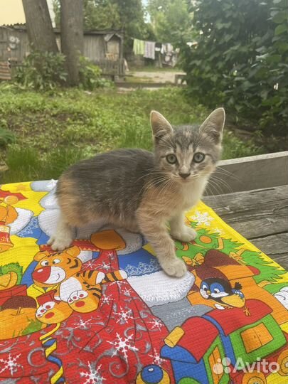 Ручная котодевочка 1,5 месяца