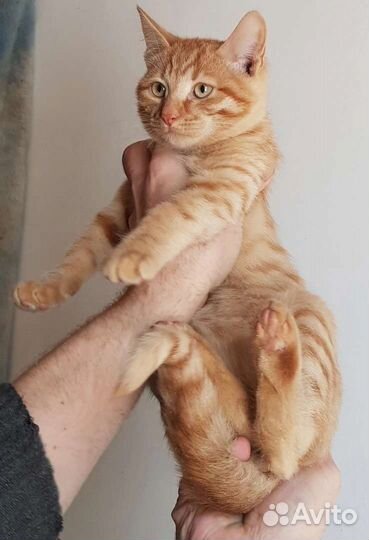 Котята 2 мальчика и девочка