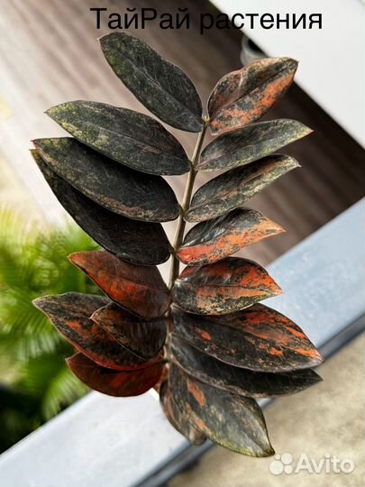 Замиокулькас вариегатный блэк оранж