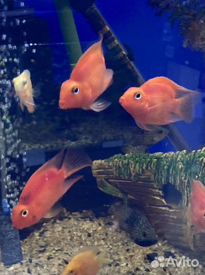 Аквариумные рыбки