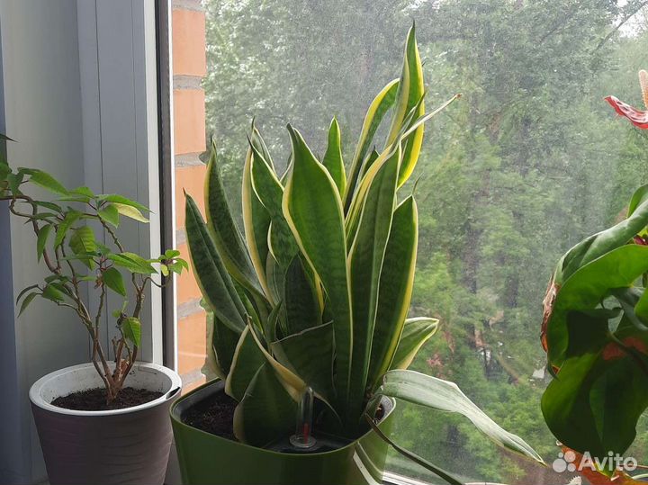 Алоэ, толстянка, каланхоэ и хлорофитум